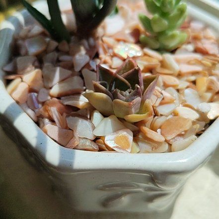 Photo of the plant species Echeveria 'Fabiola' by @DecoraHayze named Madonna on Greg, the plant care app