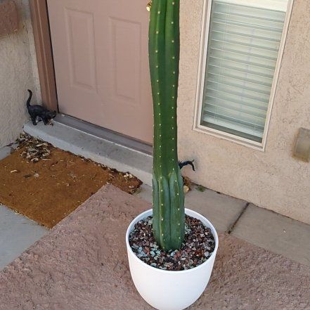 Photo of the plant species San Pedro by @DecoraHayze named Sproutacus on Greg, the plant care app