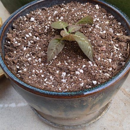 Photo of the plant species Chocolate Plant by @DecoraHayze named Muhammad Ali on Greg, the plant care app