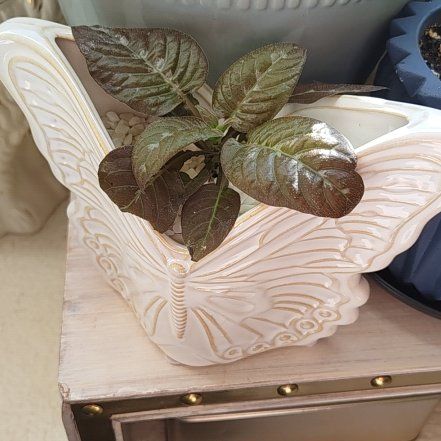 Photo of the plant species Chocolate Plant by @DecoraHayze named Baesil on Greg, the plant care app
