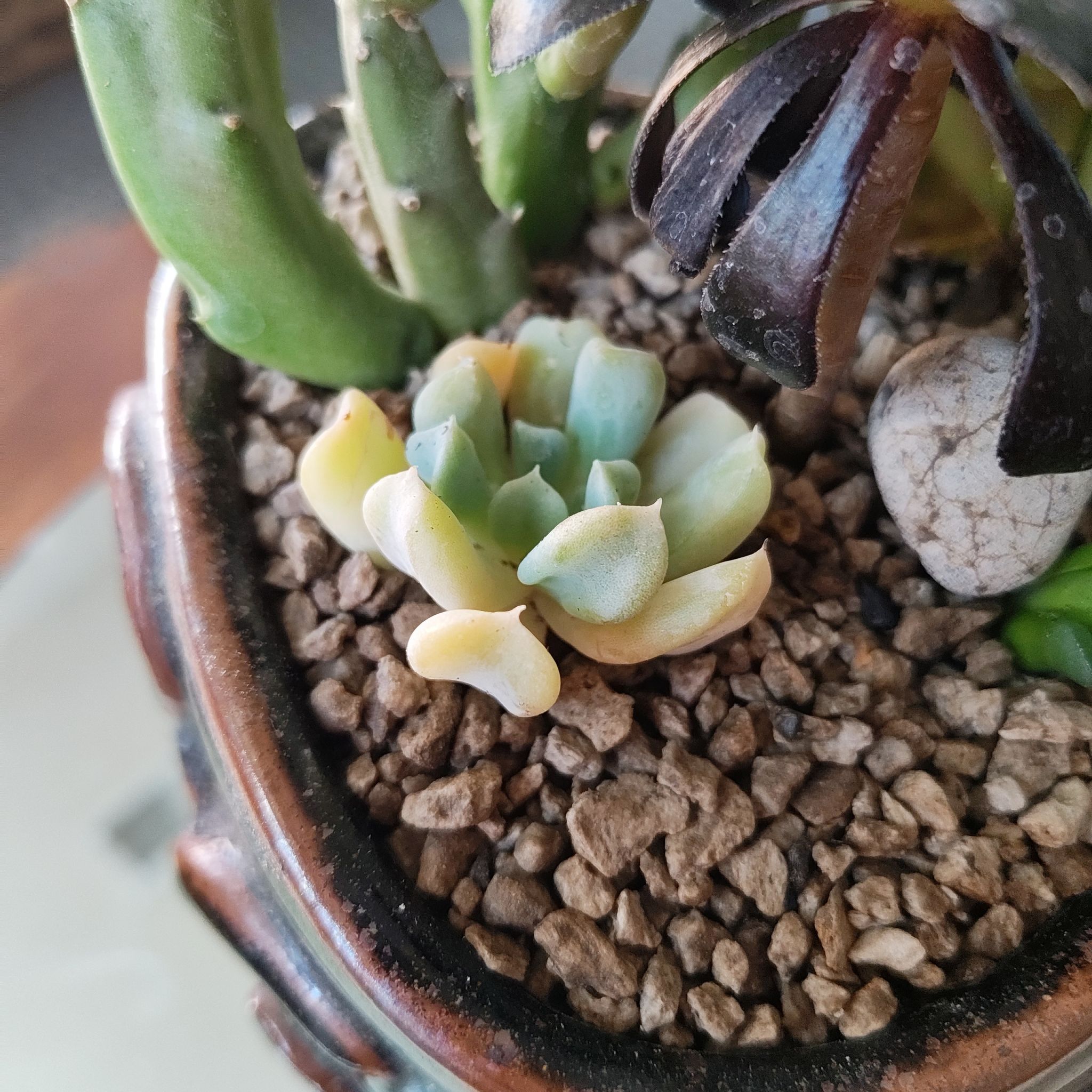 Photo of the plant species Mexican Hens & Chicks by @DecoraHayze named Xena on Greg, the plant care app