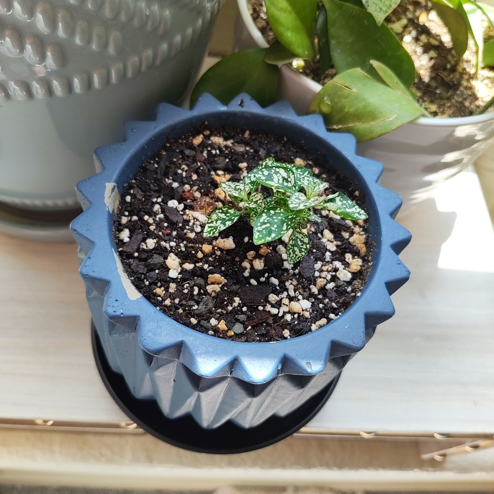 Photo of the plant species Hypoestes 'White' by @DecoraHayze named Duke on Greg, the plant care app