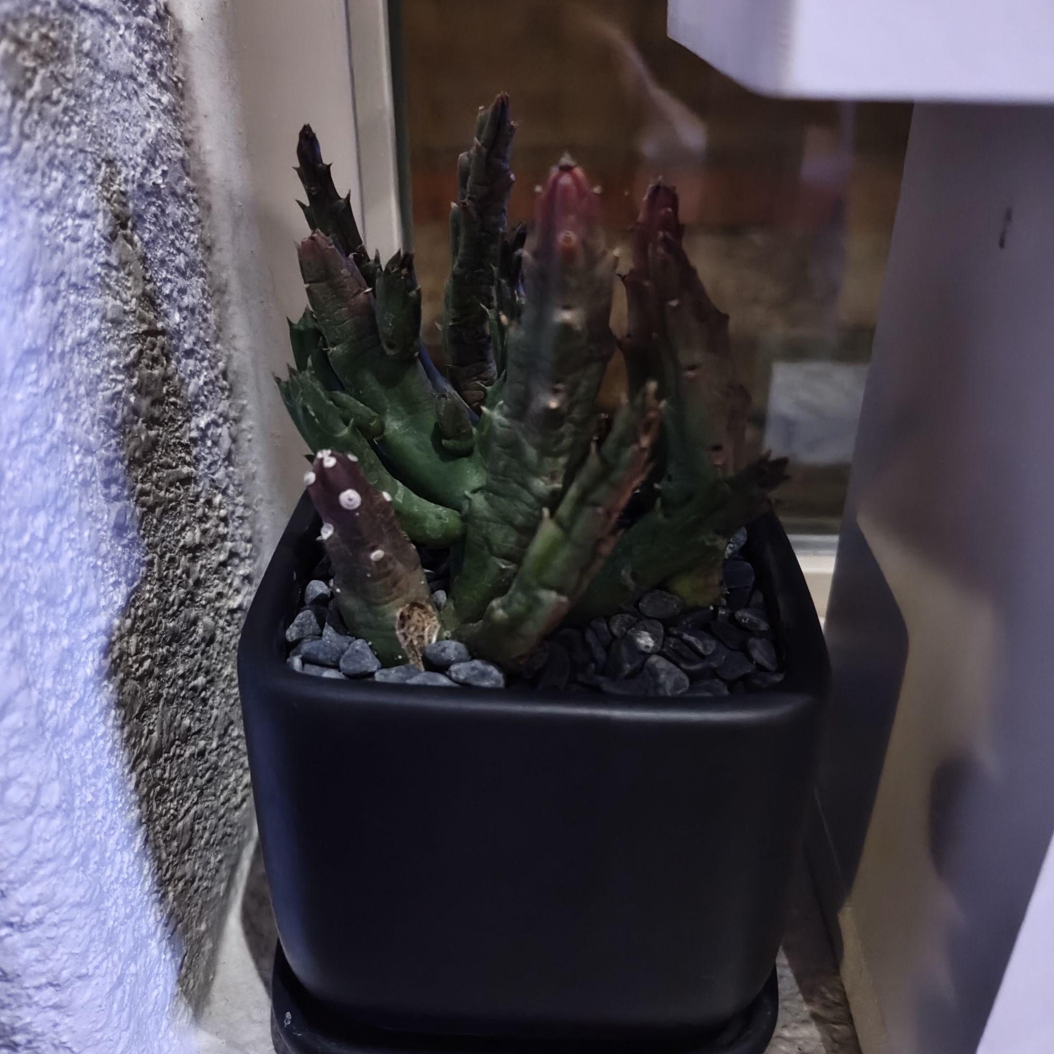 Photo of the plant species Schinz's Stapelia by @DecoraHayze named Kardashian on Greg, the plant care app