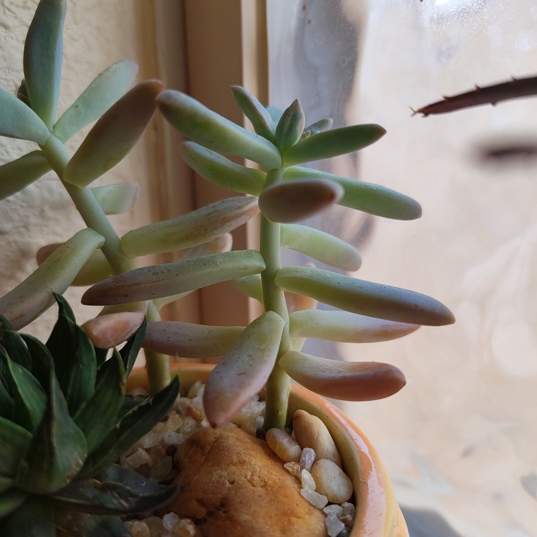 Photo of the plant species Pink Sunset Succulent by @DecoraHayze named Cleopatra on Greg, the plant care app