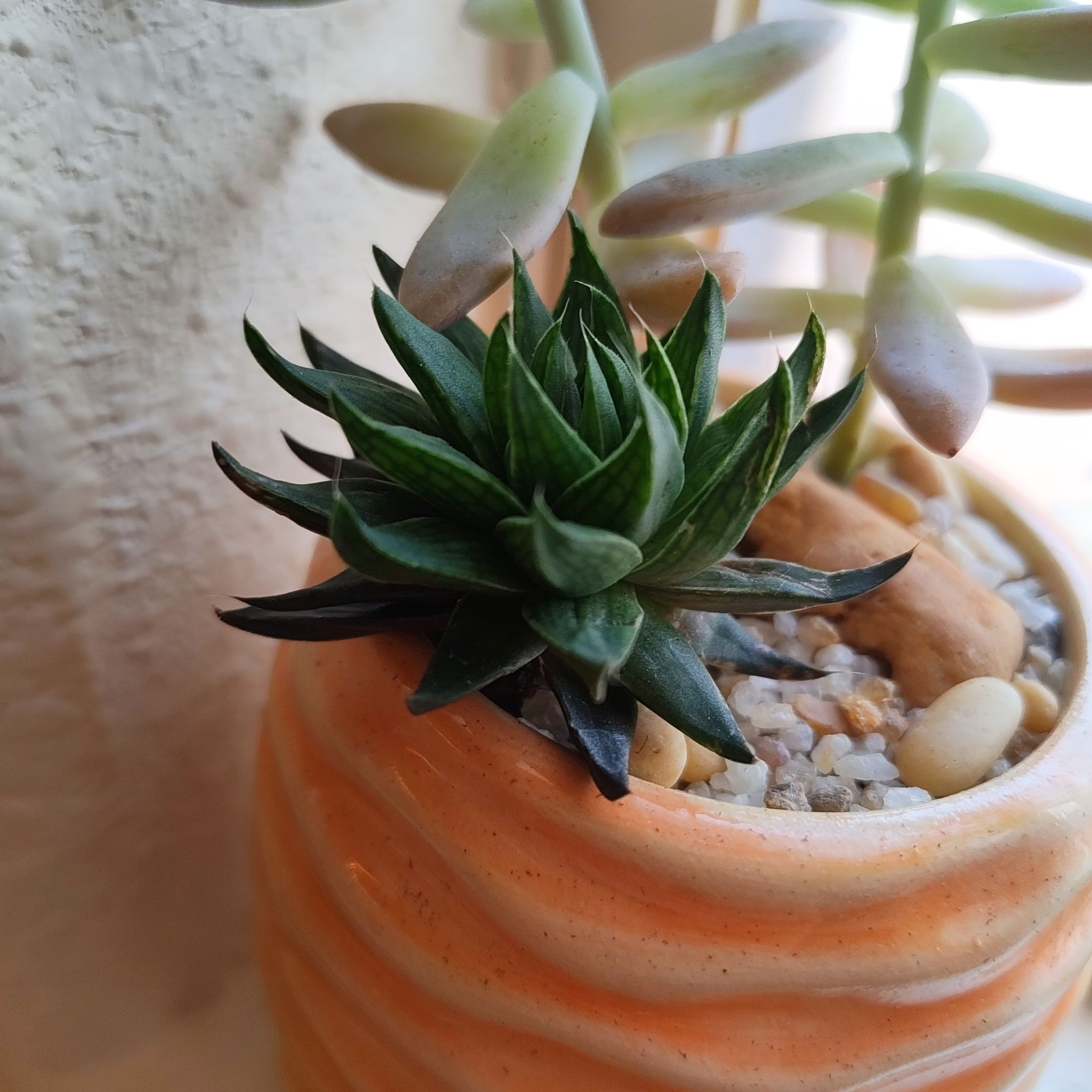 Photo of the plant species Haworthia diaphana by @DecoraHayze named Beyonce on Greg, the plant care app