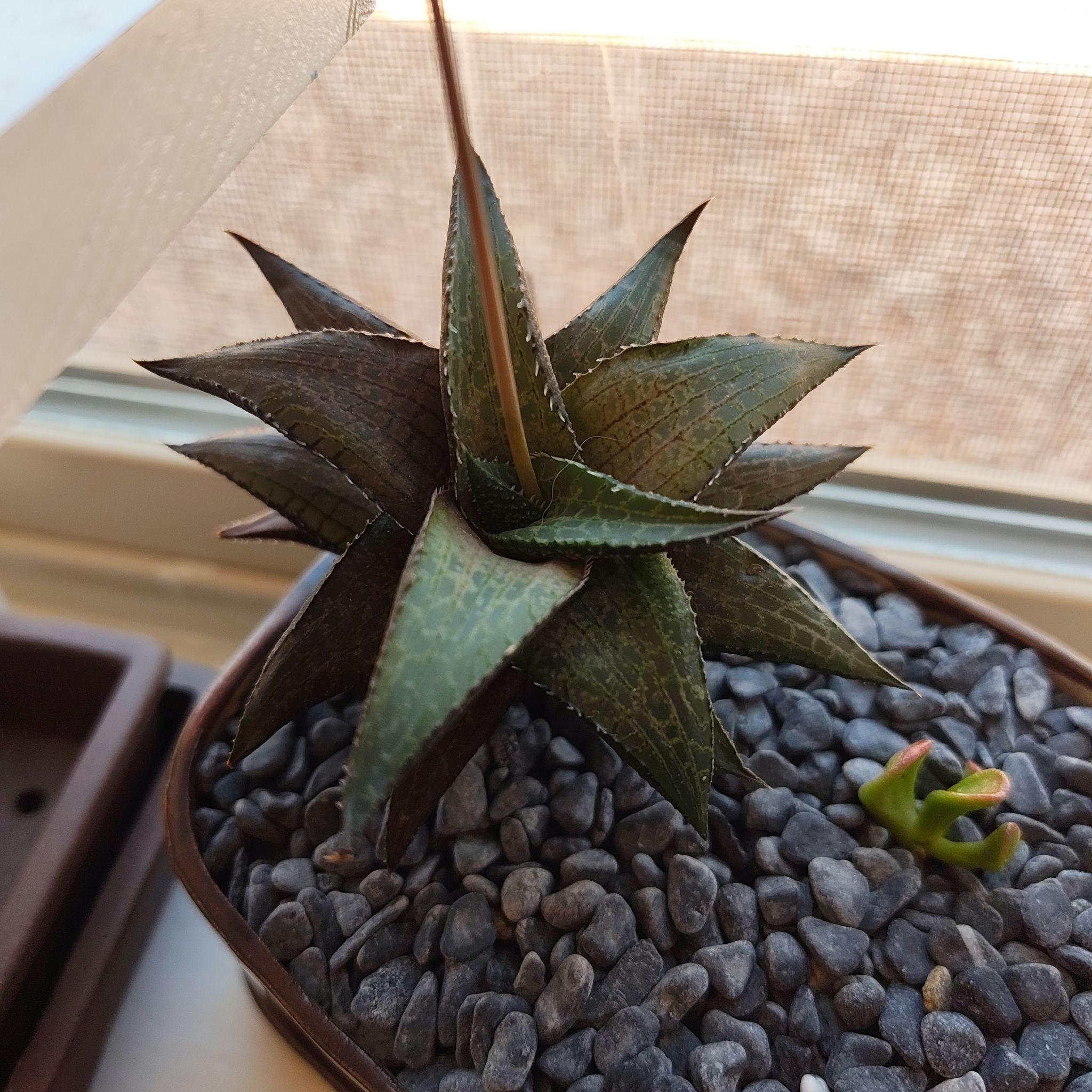 Photo of the plant species Haworthia maraisii var. maraisii by @DecoraHayze named Robert Plant on Greg, the plant care app