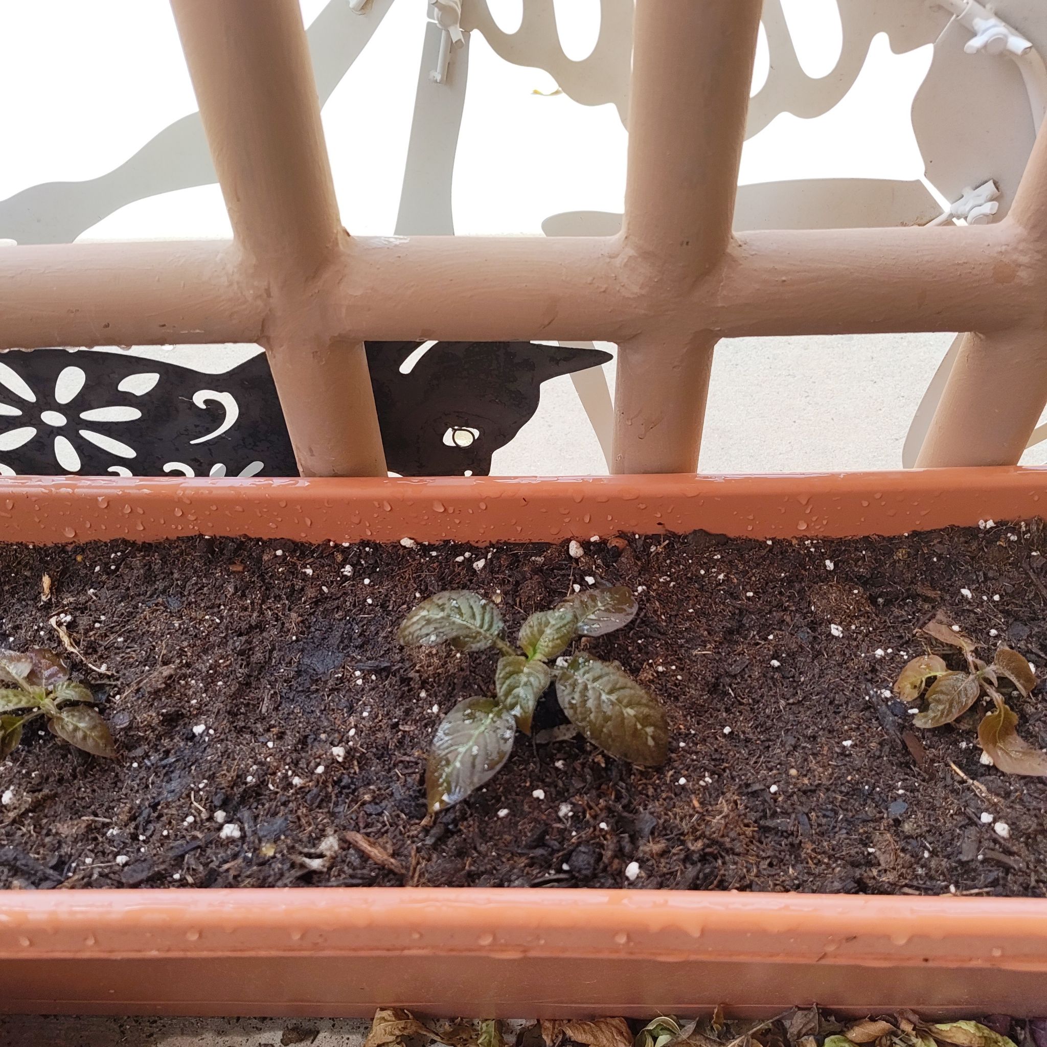 Photo of the plant species Chocolate Plant by @DecoraHayze named Taylor Swift on Greg, the plant care app