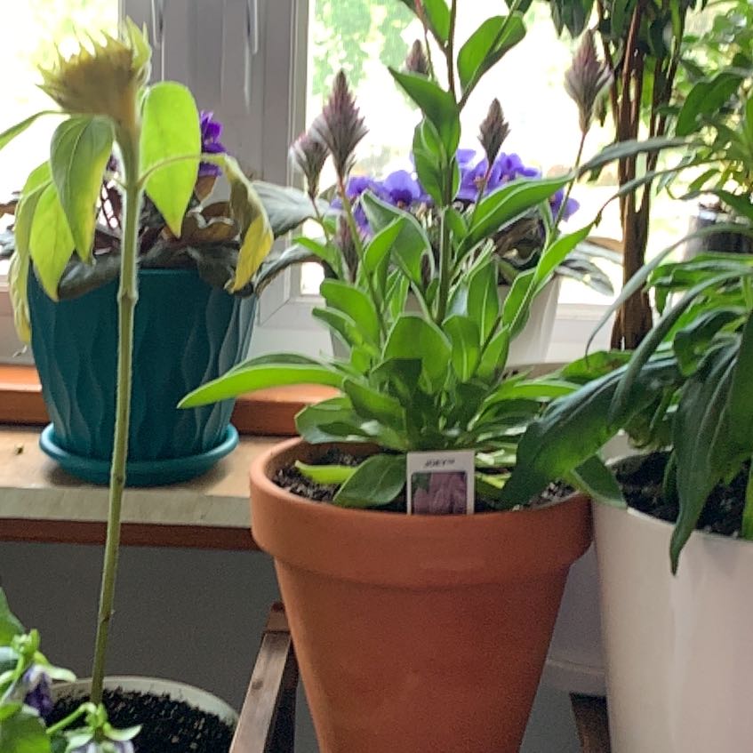 Photo of the plant species Joey Ptilotus by @DeanMachofern71 named Darwin on Greg, the plant care app