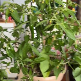 Photo of the plant species Cayennetta Pepper by @PetRosysedge81 named Khaleesi on Greg, the plant care app