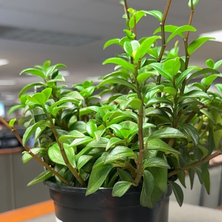 Photo of the plant species Piperaceae by @RichlyFittonia named Tupot amaroot on Greg, the plant care app