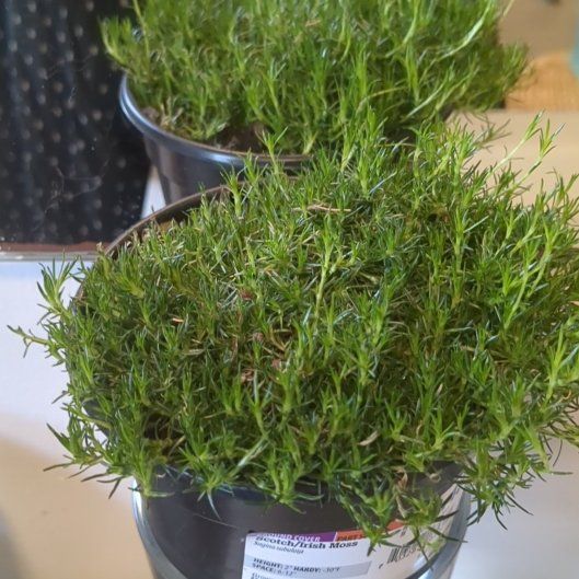 Photo of the plant species Irish Moss by @NobleAristaloe named Lola on Greg, the plant care app