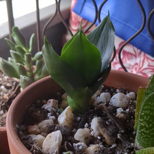 Photo of the plant species Bird's Nest Snake Plant by @NobleAristaloe named Mollie on Greg, the plant care app