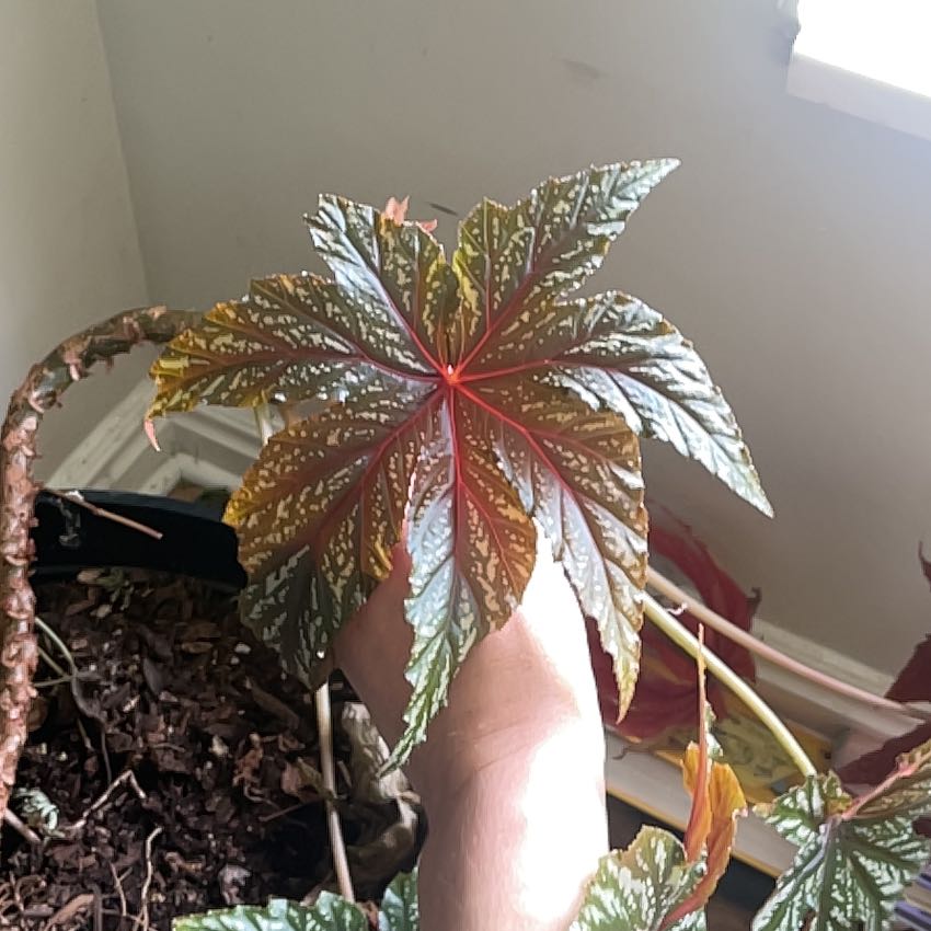 Photo of the plant species Begonia palmata by @PerfectRubyball named Bruce Coville on Greg, the plant care app