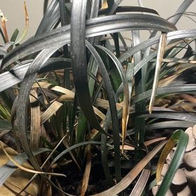 Photo of the plant species Black Mondo Grass by @PerfectRubyball named Hogan on Greg, the plant care app
