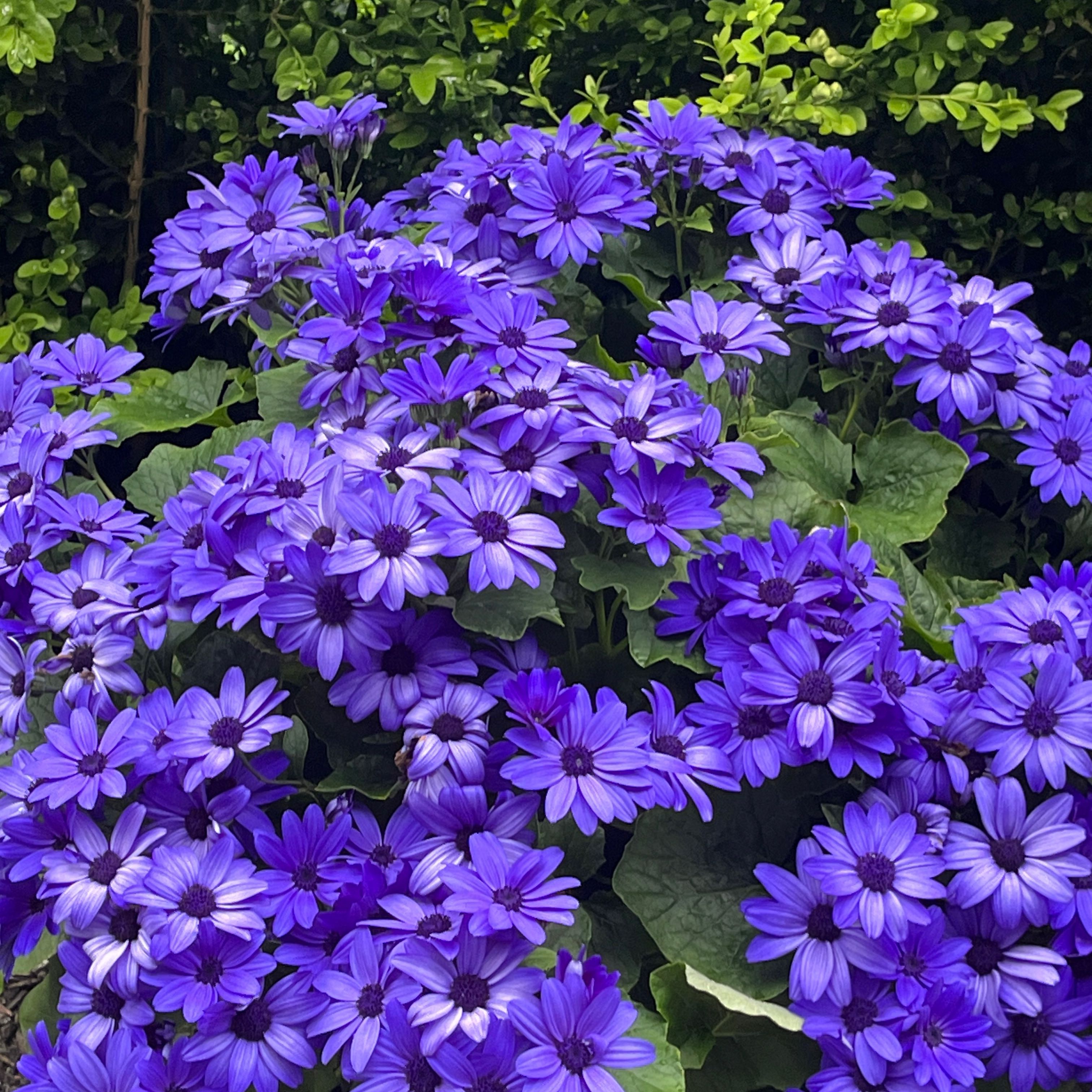 Photo of the plant species Pericallis 'Senetti Blue' by @Memoo984 named Zeus on Greg, the plant care app