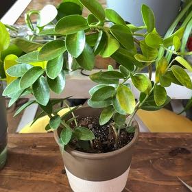 Photo of the plant species Rocca Verde by @BestPondapple8 named Hamilton on Greg, the plant care app