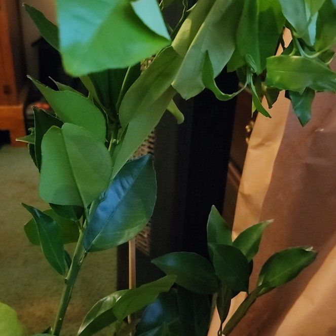 Photo of the plant species Cara Cara Orange Tree by @PureLantana29 named Denali on Greg, the plant care app