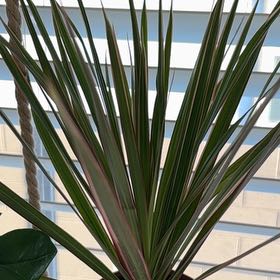 Photo of the plant species Draecenia Dragon by @TheMidnightSoil named Eva on Greg, the plant care app