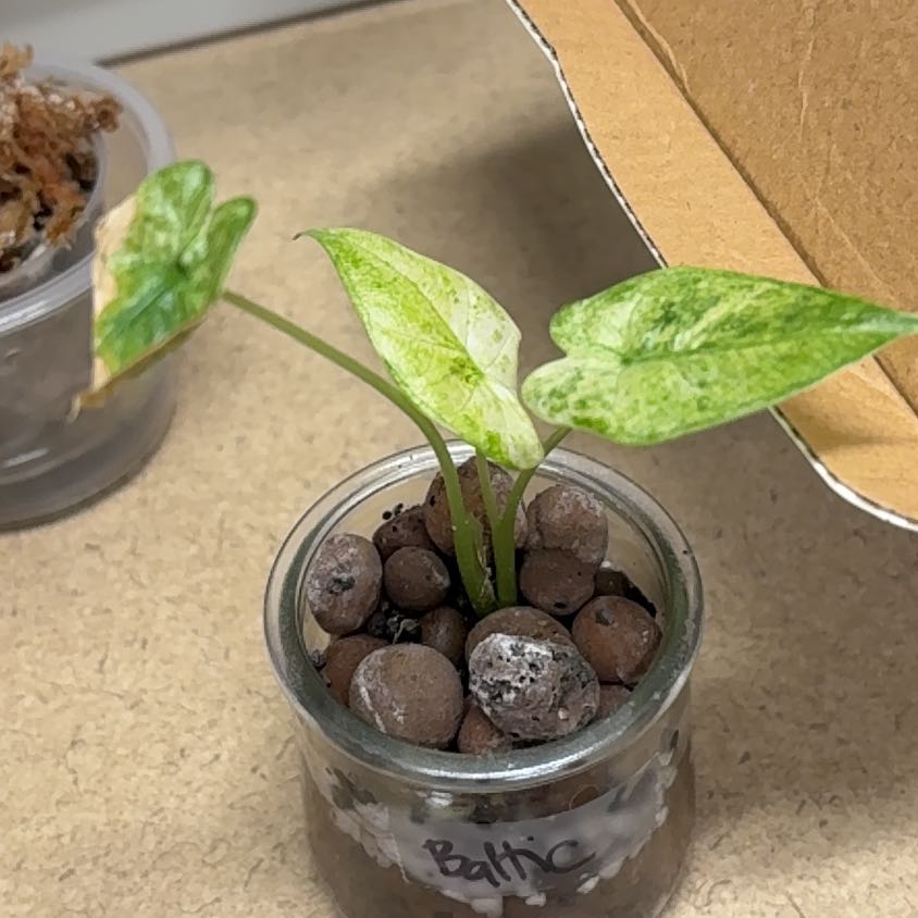 Photo of the plant species alocasia odora by @TheMidnightSoil named Rosa on Greg, the plant care app