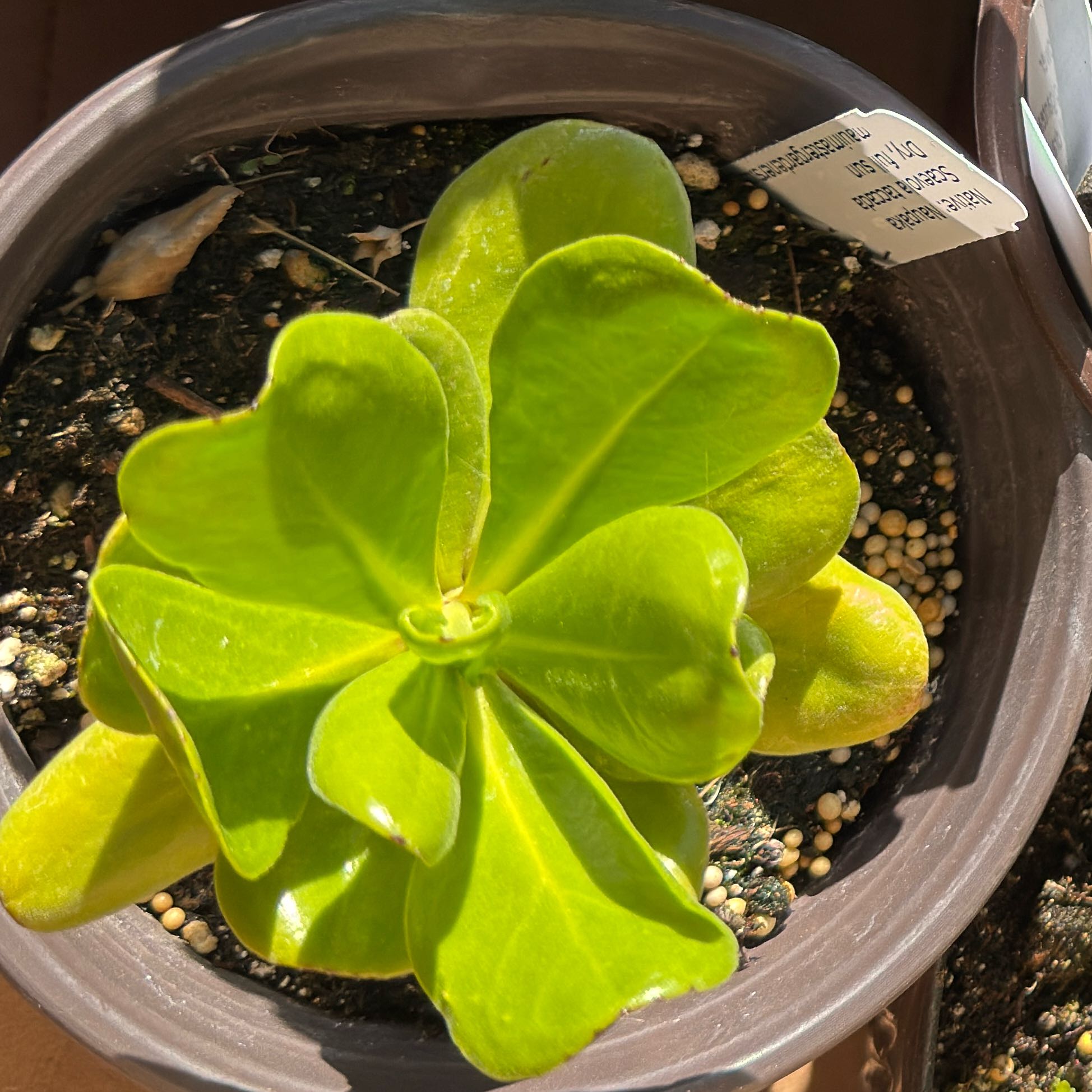 Photo of the plant species Naupaka by @VastKohekohe45 named Rihanna on Greg, the plant care app