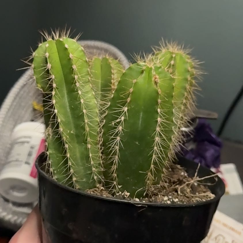 Photo of the plant species Stenocereus dumortierii by @SweetEmerald83 named Drake on Greg, the plant care app