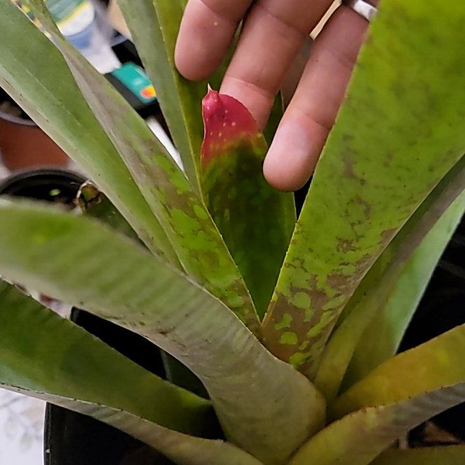 Photo of the plant species Bromeliad by @PineFarmer named Diva on Greg, the plant care app
