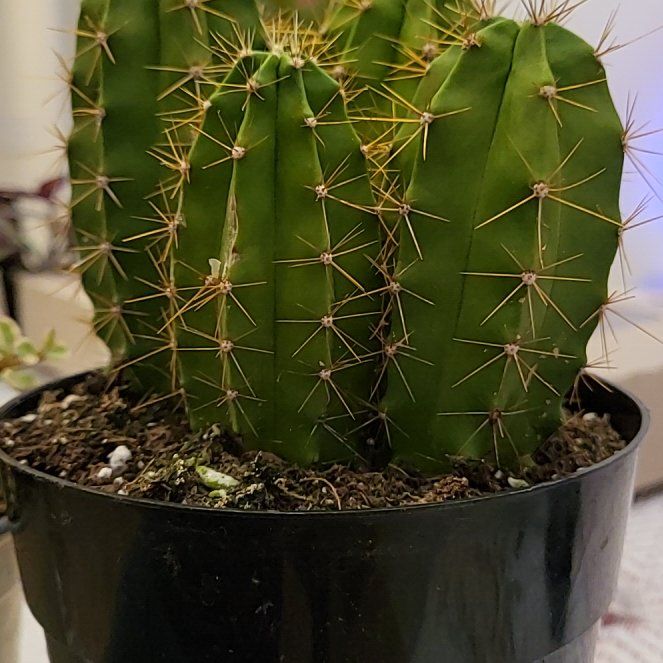 Photo of the plant species Lemaireocereus chende by @PineFarmer named Penny on Greg, the plant care app