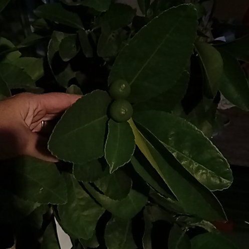 Photo of the plant species Tahitian Lime by @ShinyAzureaster named BustaLime on Greg, the plant care app