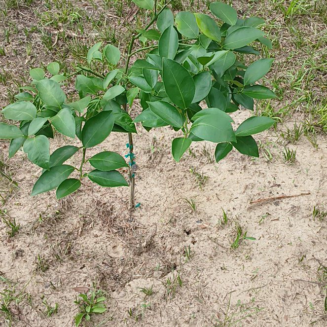 Photo of the plant species Cara Cara Orange Tree by @GreatestAvocado named Bella on Greg, the plant care app