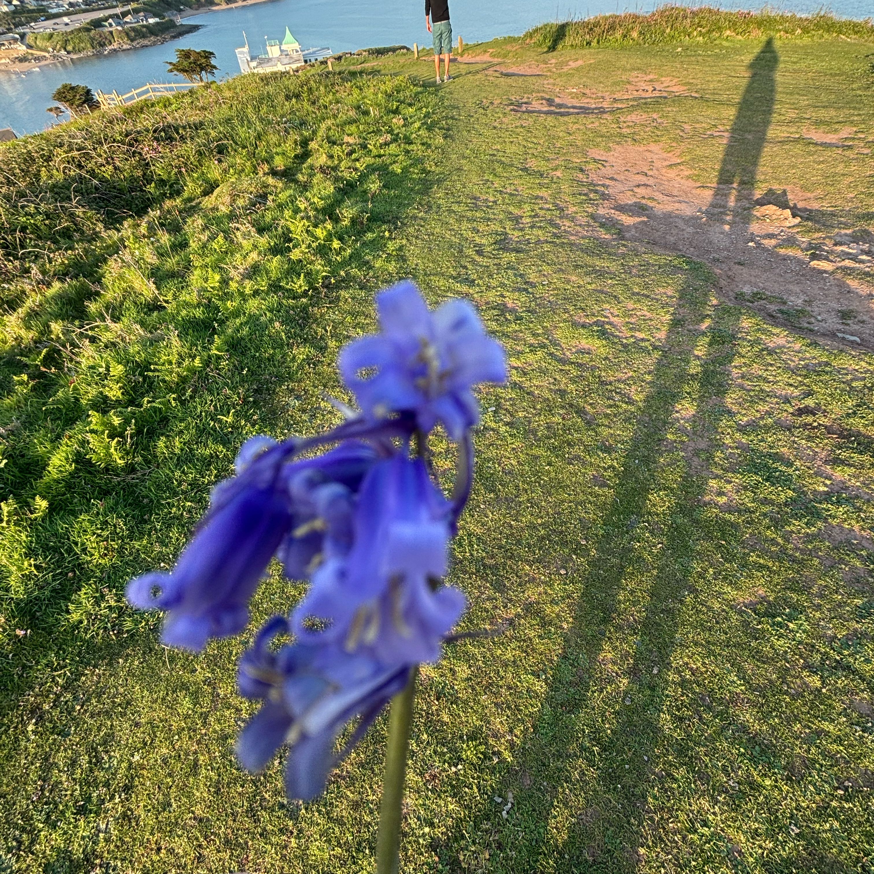 Photo of the plant species Common Bluebell by @NiceCodiaeum78 named Austen on Greg, the plant care app