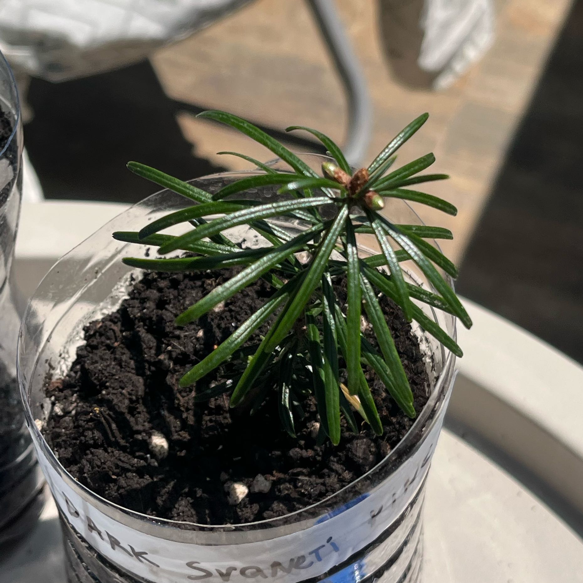 Photo of the plant species Caucasian Fir by @ZappyKoa73 named dark svaneti pine on Greg, the plant care app