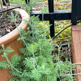 Photo of the plant species Spanish Eyes by @SassyLillypilly named Lavender on Greg, the plant care app