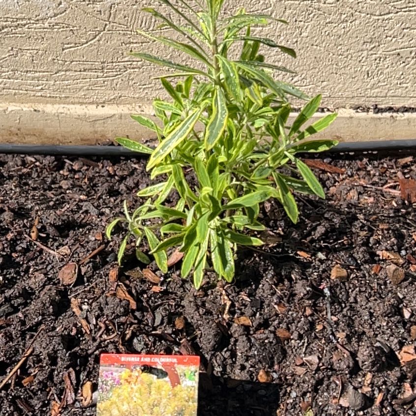 Photo of the plant species Euphorbia 'Ascot Rainbow' by @SassyLillypilly named Bruce Lee on Greg, the plant care app