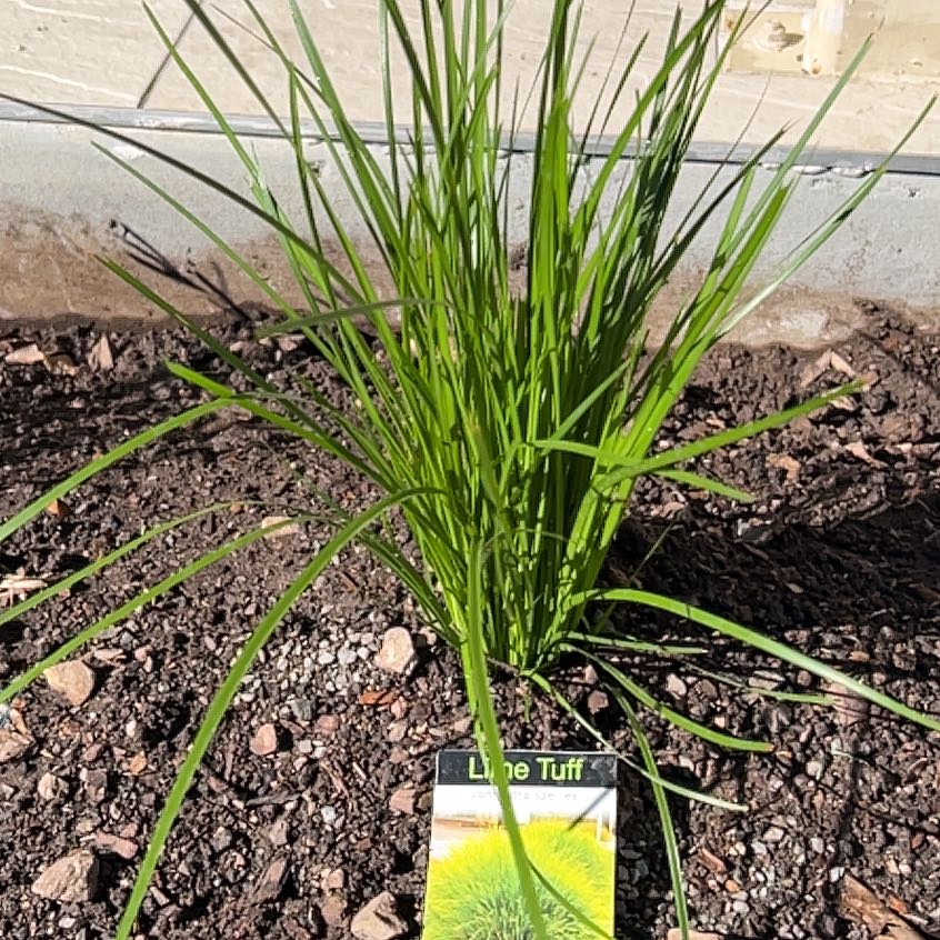 Photo of the plant species Lomandra by @SassyLillypilly named Emerson on Greg, the plant care app