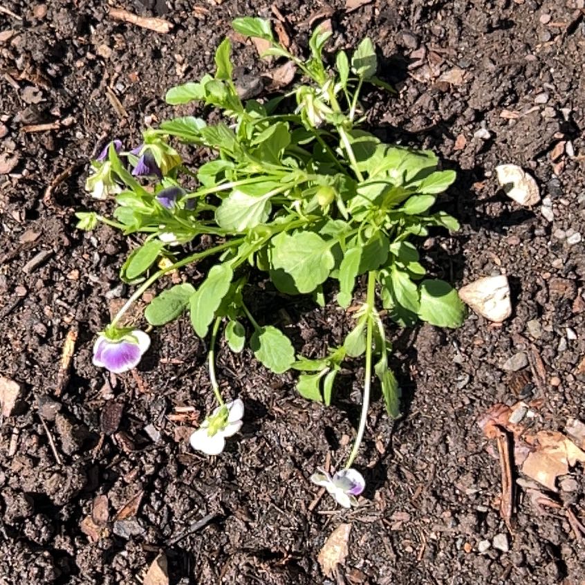 Photo of the plant species horned pansy by @SassyLillypilly named Elle on Greg, the plant care app