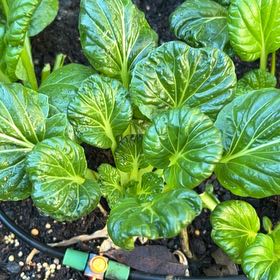 Photo of the plant species Tatsoi by @SassyLillypilly named Denali on Greg, the plant care app