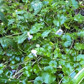 Photo of the plant species Australian Violet by @SassyLillypilly named Michelle Branch on Greg, the plant care app