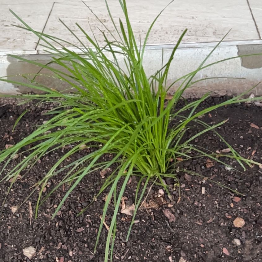 Photo of the plant species Lomandra by @SassyLillypilly named Baesil on Greg, the plant care app