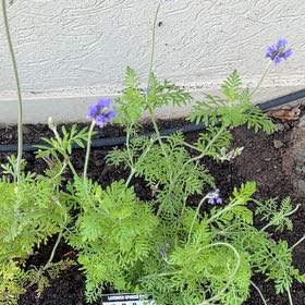 Photo of the plant species Lavender 'Spanish Eyes' by @SassyLillypilly named Treeyoncé on Greg, the plant care app