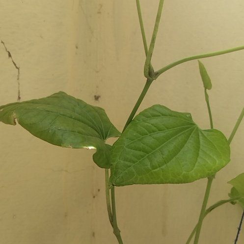 Photo of the plant species Black Bryony by @BeefyQuince31 named Spike Leaves on Greg, the plant care app