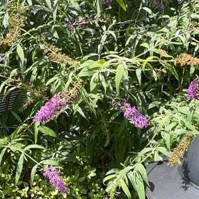 Photo of the plant species Orange Eye Butterflybush by @BlazingViszsla named Harper on Greg, the plant care app
