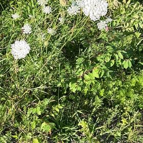 Photo of the plant species Wild Carrot by @BlazingViszsla named Gates on Greg, the plant care app