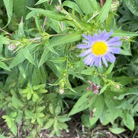 Photo of the plant species Michaelmas Daisy by @BlazingViszsla named Einstein on Greg, the plant care app