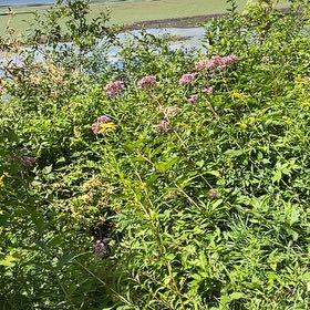 Photo of the plant species New York Ironweed by @BlazingViszsla named Bigleef Smalls on Greg, the plant care app
