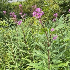 Photo of the plant species New York Ironweed by @BlazingViszsla named Prince on Greg, the plant care app