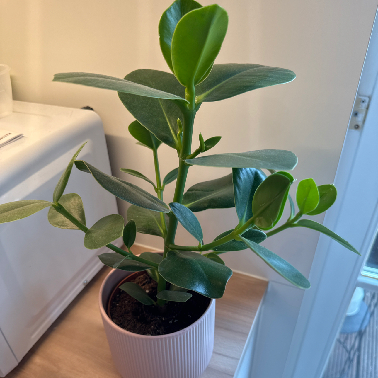 Photo of the plant species Autograph Tree by @GreatBlueech33 named Girlfrond on Greg, the plant care app