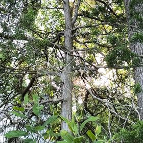 Photo of the plant species Blackwood by @PoisedWildtea1 named Forrest on Greg, the plant care app
