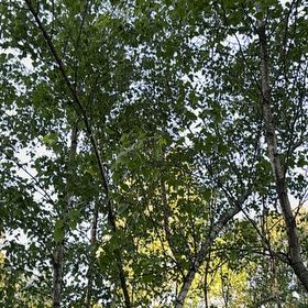 Photo of the plant species Mountain Paper Birch by @PoisedWildtea1 named Demi on Greg, the plant care app