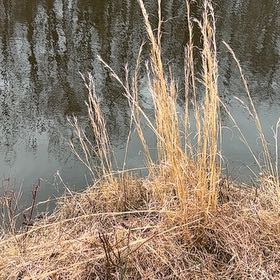 Photo of the plant species Reed Canarygrass by @PoisedWildtea1 named Navajo on Greg, the plant care app