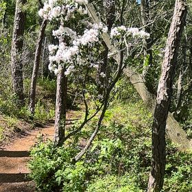 Photo of the plant species Calico Bush by @PoisedWildtea1 named Sage on Greg, the plant care app